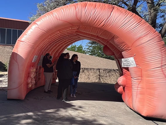 Inflatable Colon on display