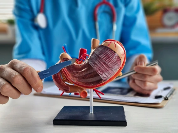 Physician showing a model of a stomach.