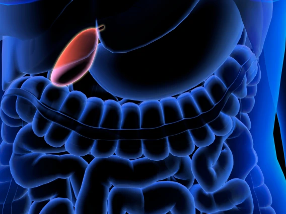 Drawing of a gallbladder in a body. 