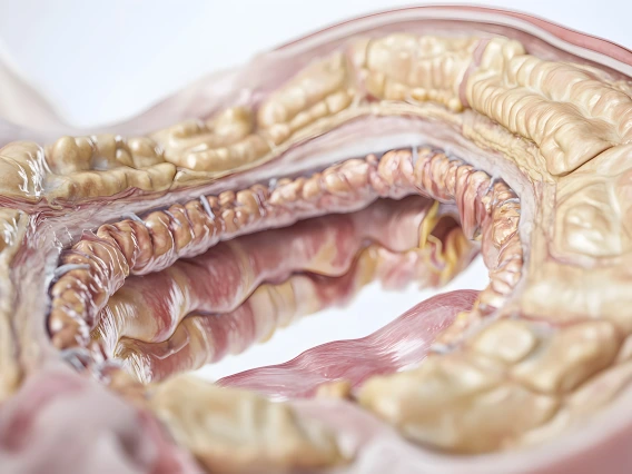 Section of a stomach model.