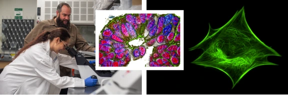 cancer biology header collage
